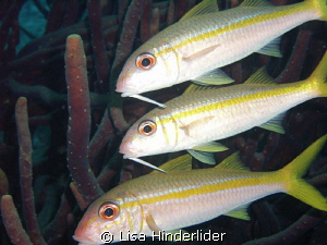 Goatfish Trio by Lisa Hinderlider 
